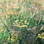 Foeniculum vulgare 'smokey'-Angelo