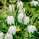 Fritillaria meleagris 'Alba'