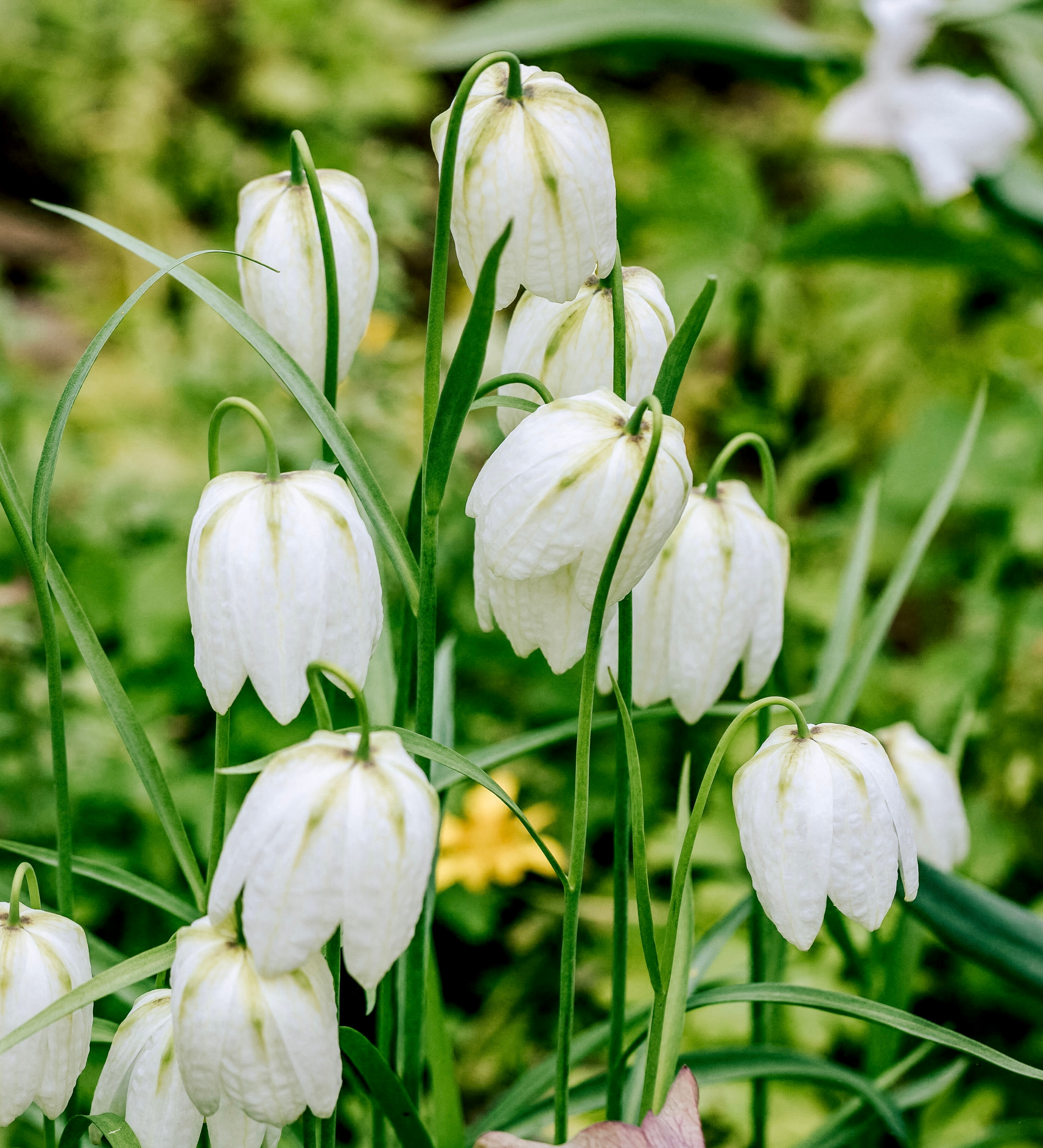 Fritillaria meleagris 'Alba'