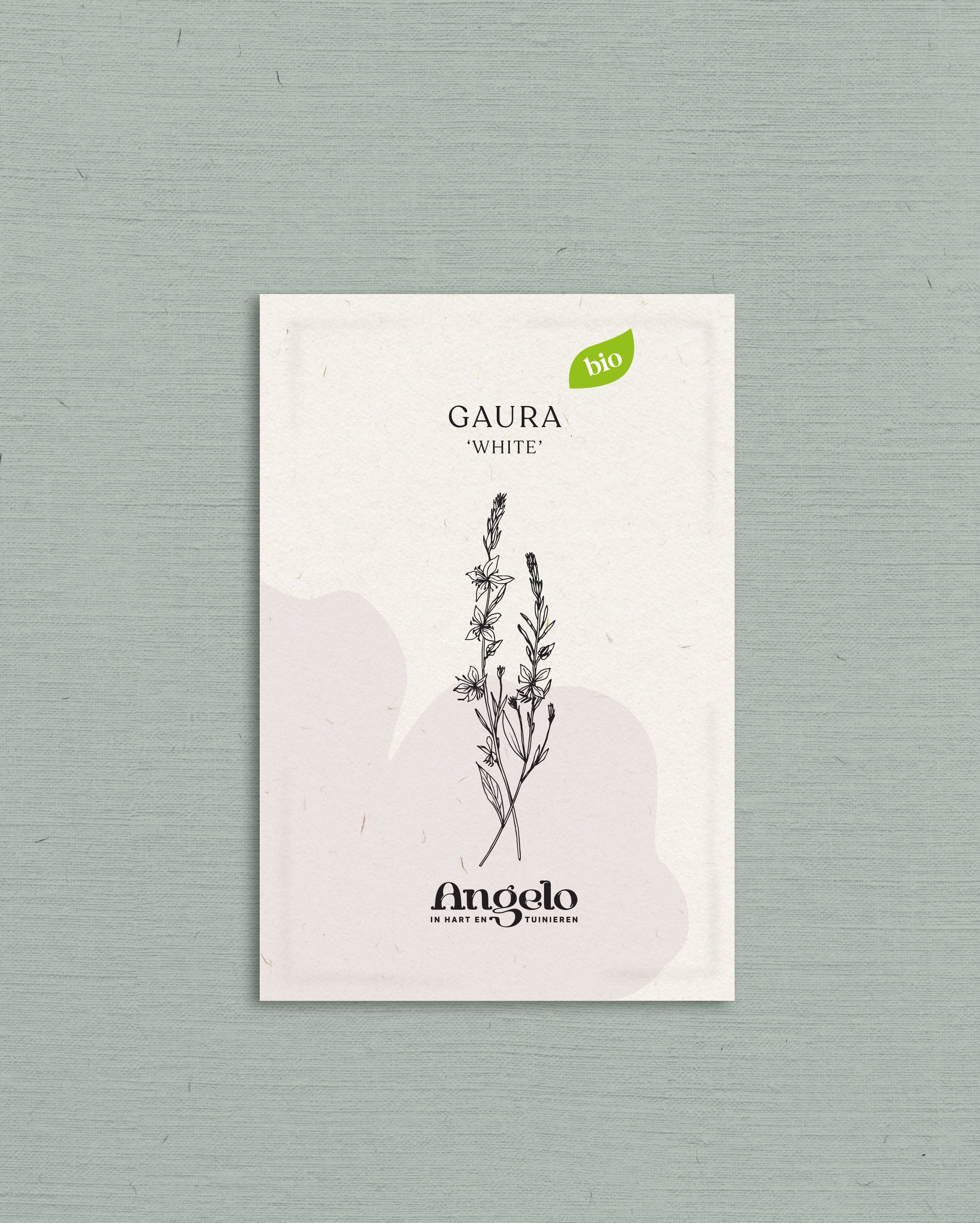 Gaura lindheimeri 'White'-Angelo