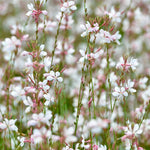 Gaura lindheimeri 'White'-Angelo