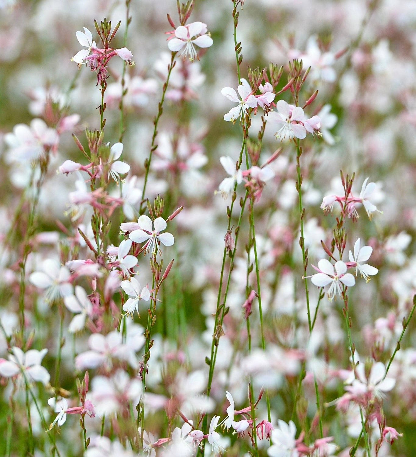Gaura lindheimeri 'White'-Angelo