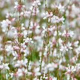Gaura lindheimeri 'White'-Angelo