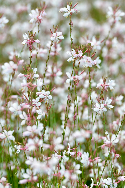 Gaura lindheimeri &