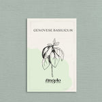Genovese basilicum-Angelo