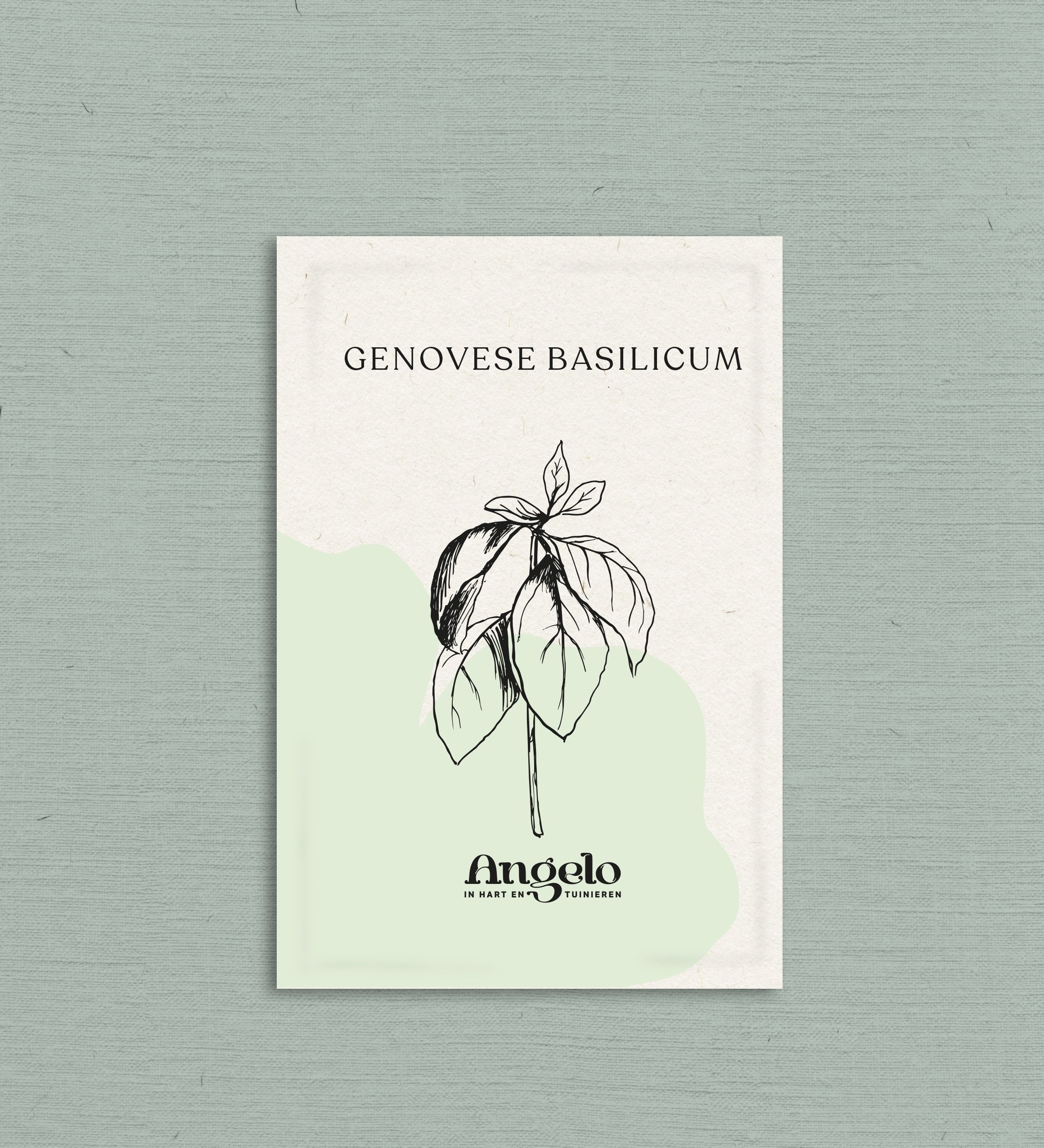Genovese basilicum-Angelo