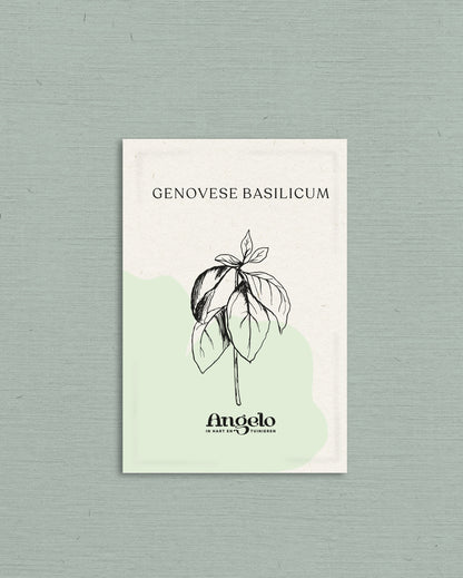 Genovese basilicum-Angelo