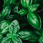 Genovese basilicum-Angelo