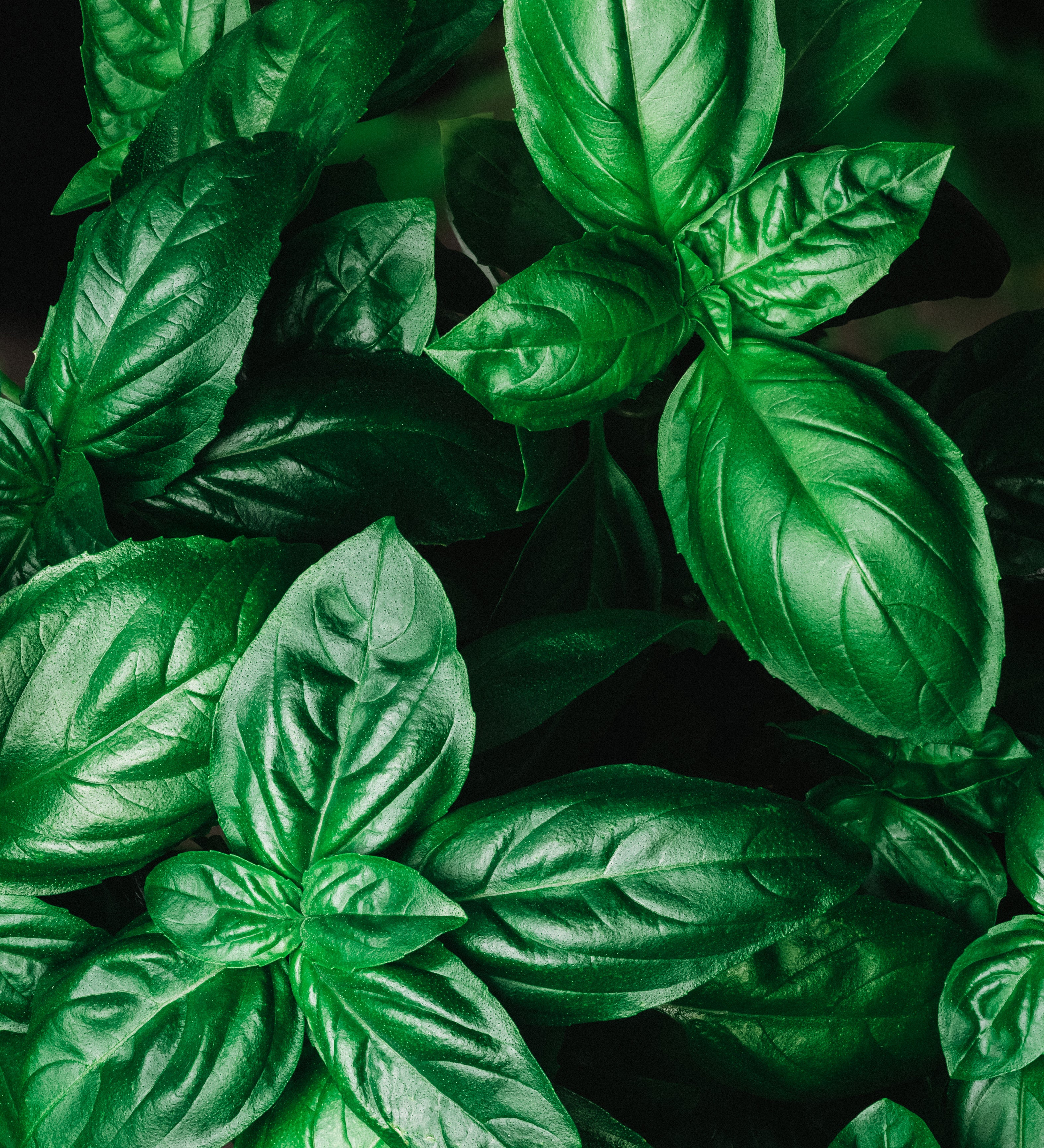 Genovese basilicum-Angelo