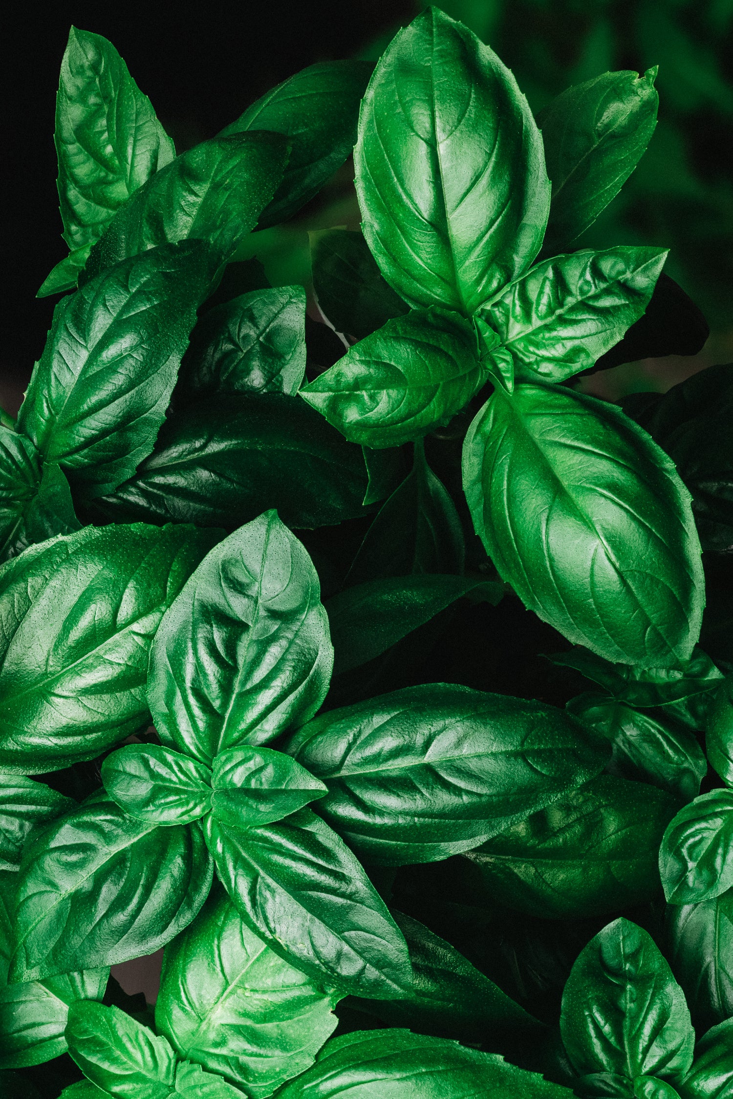 Genovese basilicum-Angelo