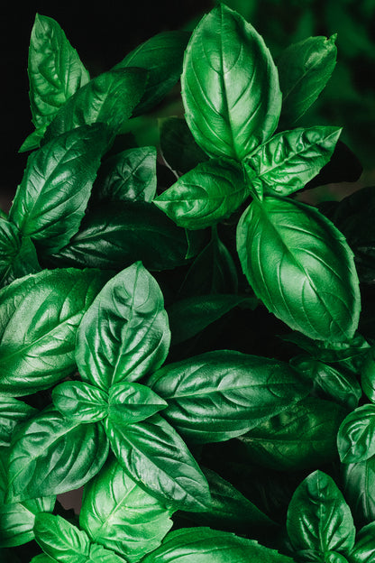 Genovese basilicum-Angelo