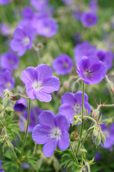 Geranium 'Brookside'