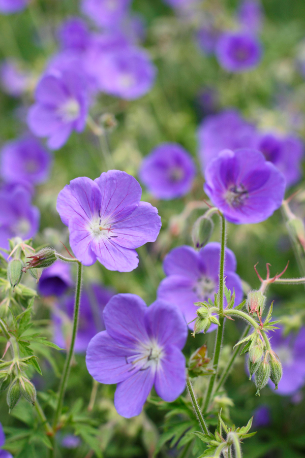 Geranium 'Brookside'