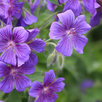 Geranium magnificum 'Rosemoor'
