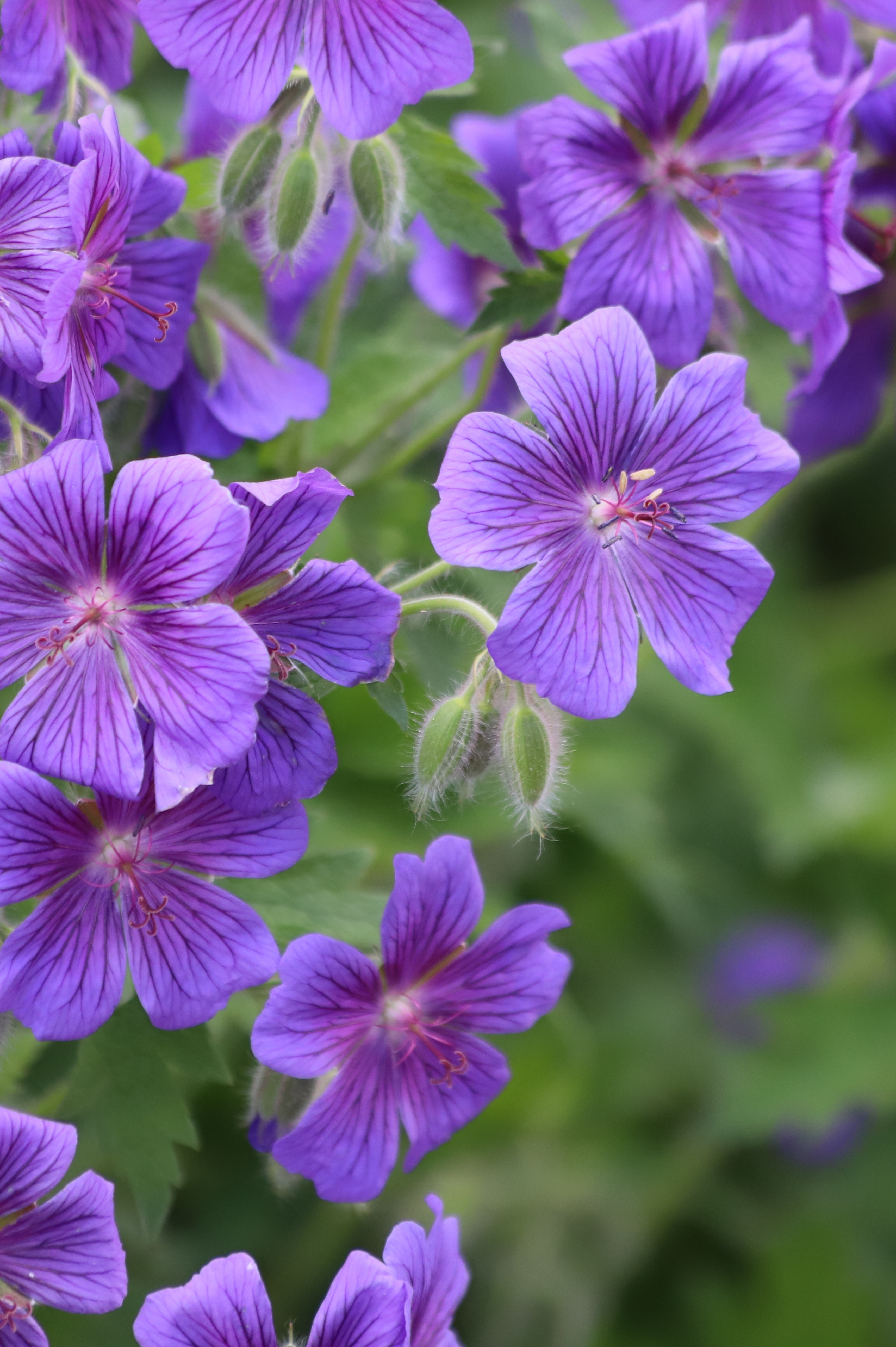Geranium magnificum 'Rosemoor'