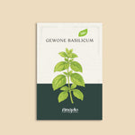 Gewone basilicum-Angelo