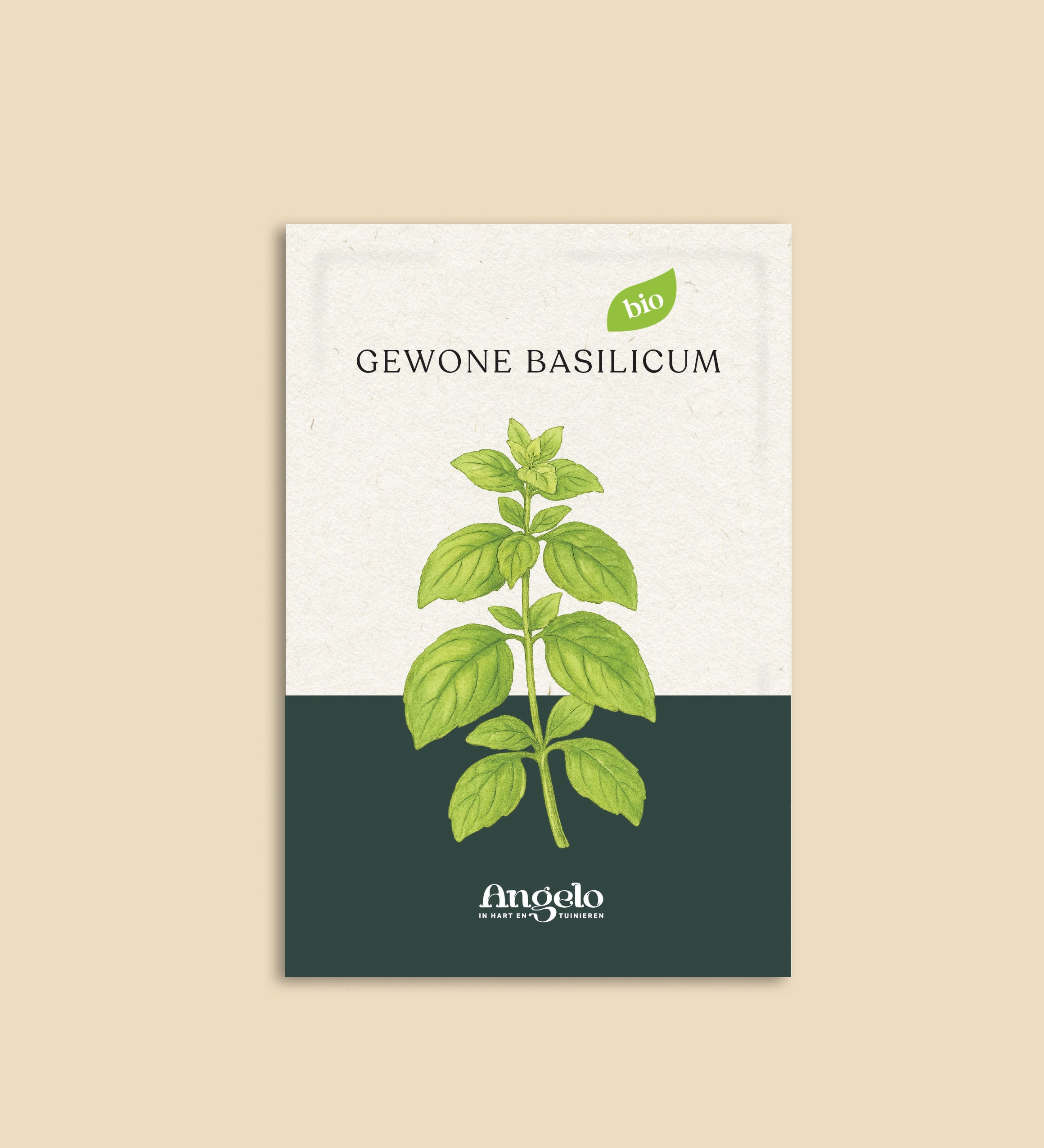 Gewone basilicum-Angelo