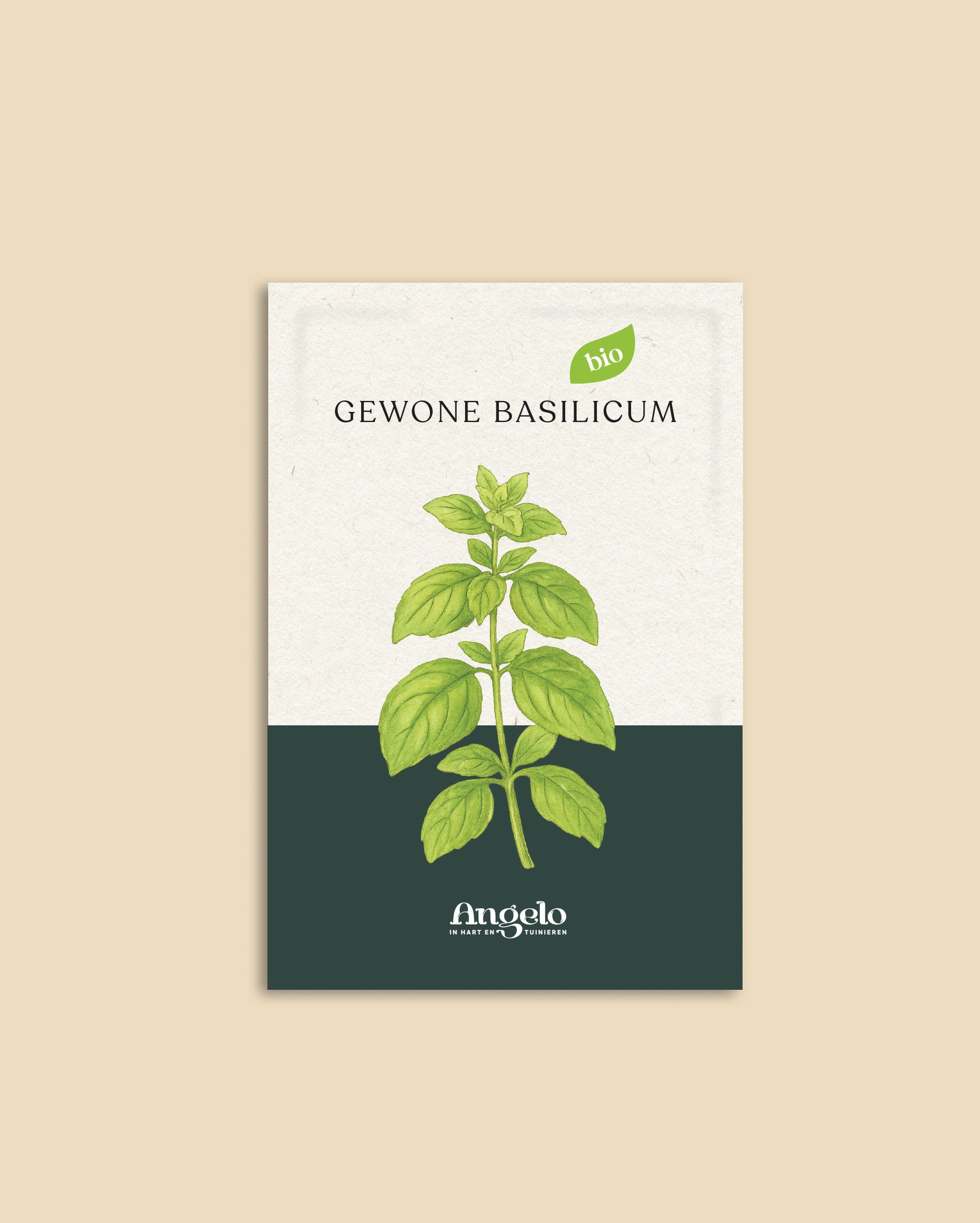 Gewone basilicum-Angelo