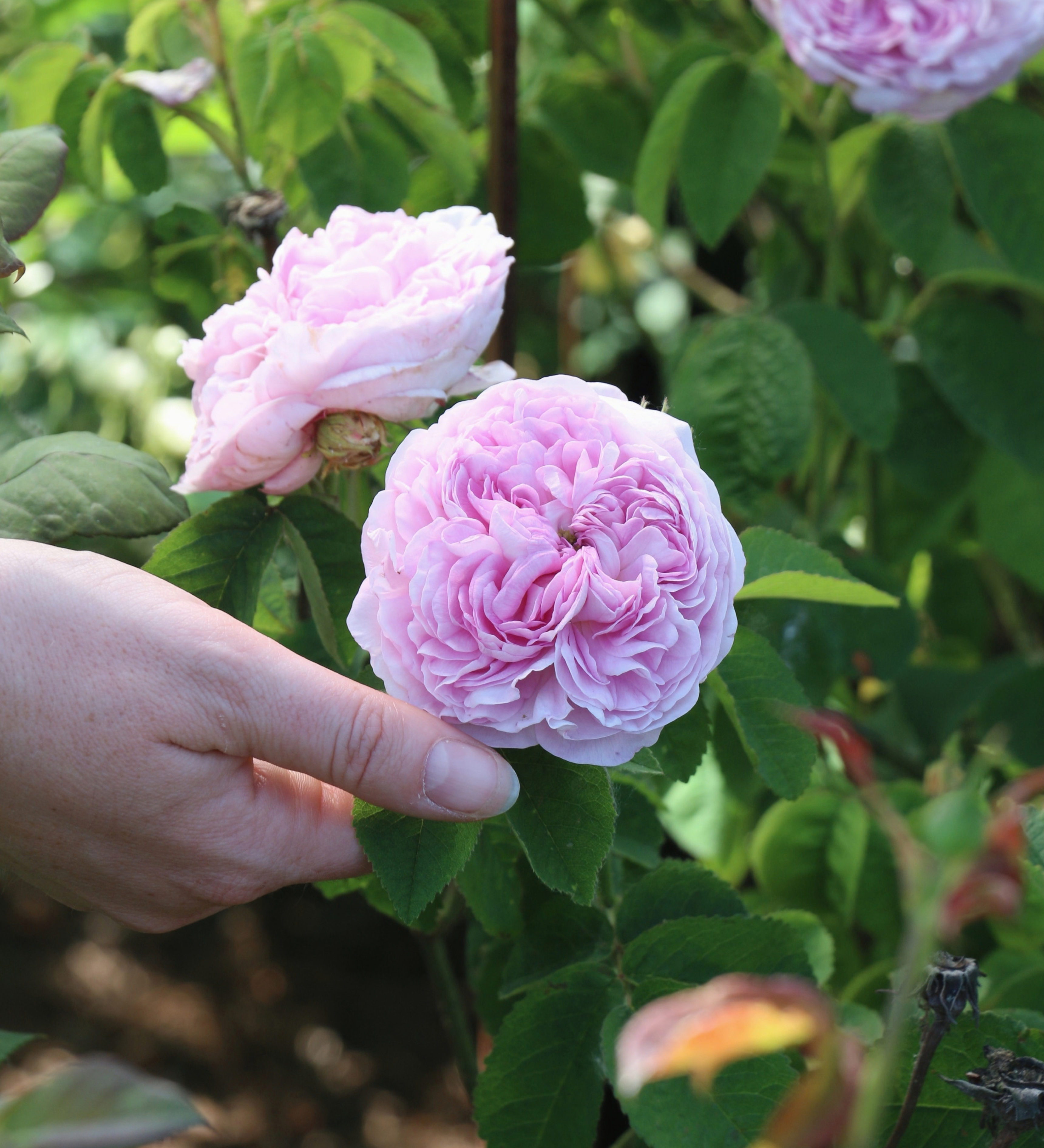 Ontdek onze rozen
