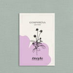Gomphrena globosa 'qis pink'-Angelo