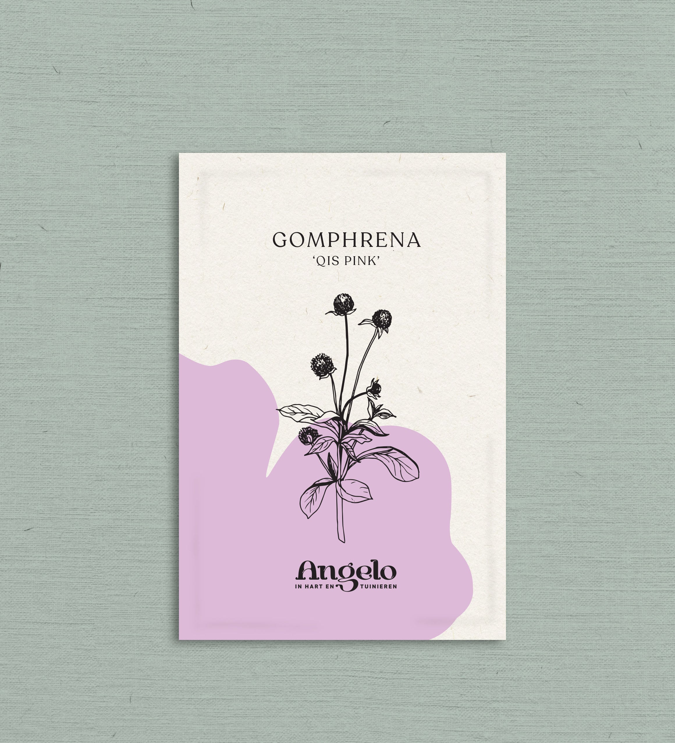 Gomphrena globosa 'qis pink'-Angelo
