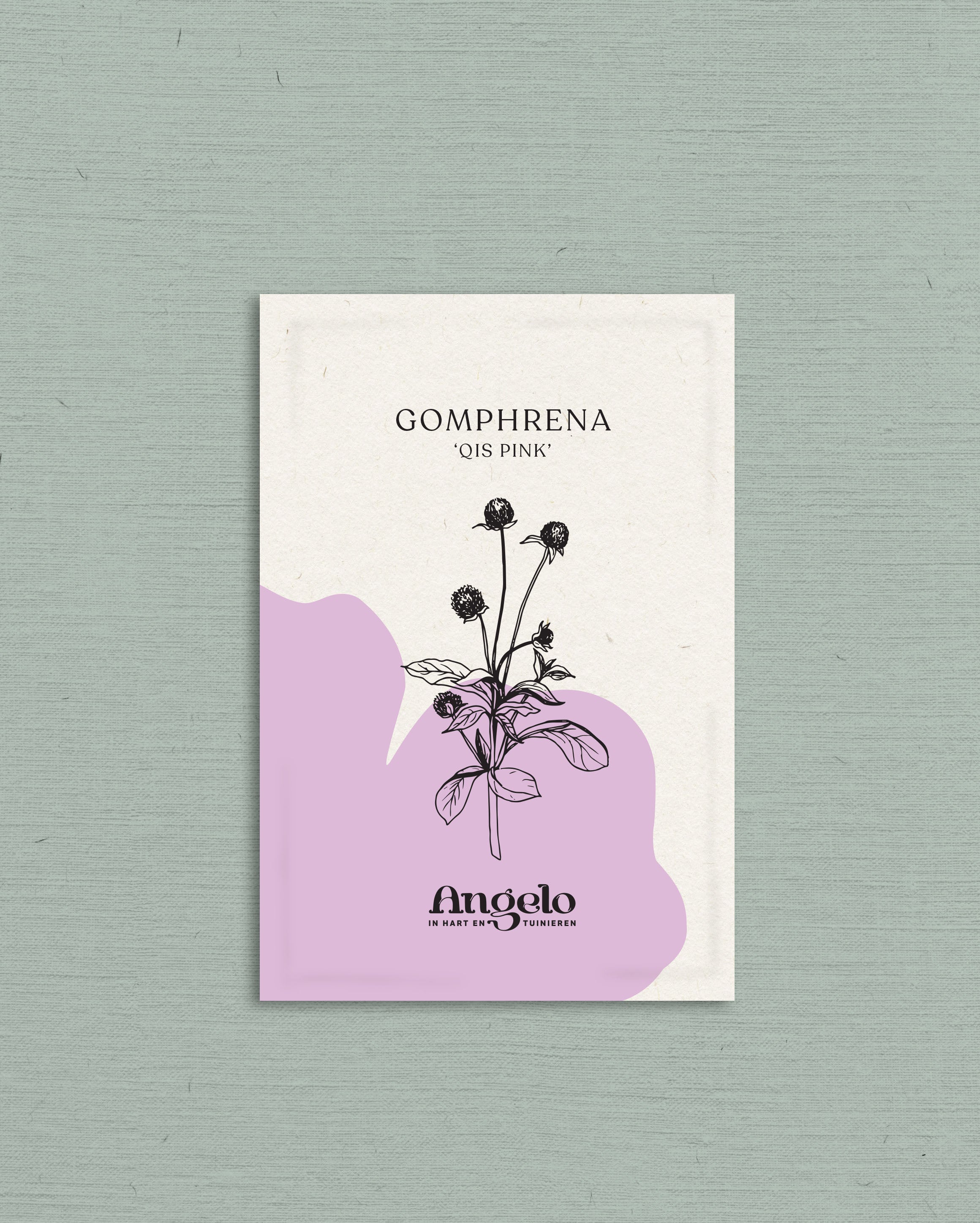 Gomphrena globosa 'qis pink'-Angelo