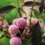 Gomphrena globosa 'qis pink'-Angelo