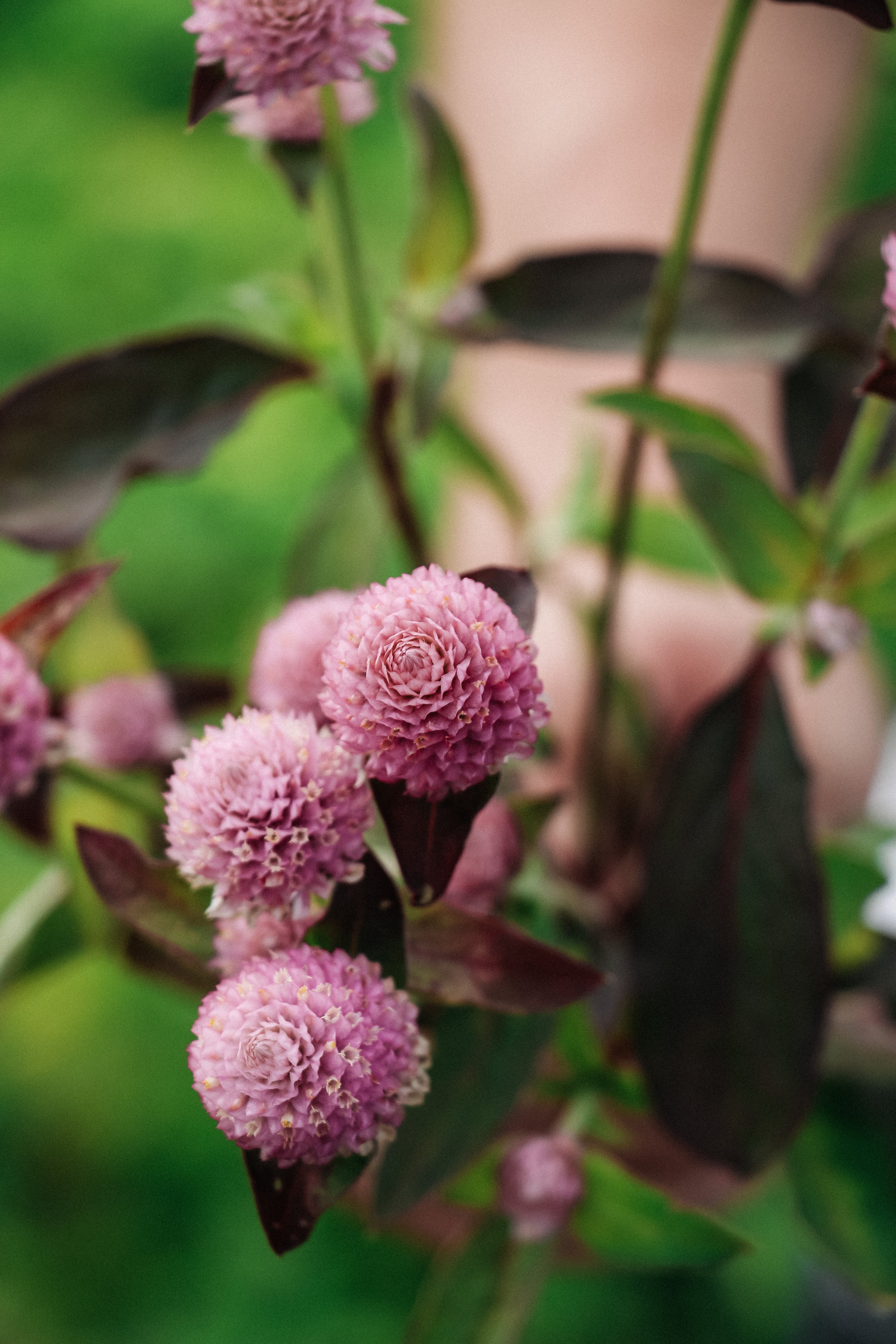 Gomphrena globosa 'qis pink'-Angelo