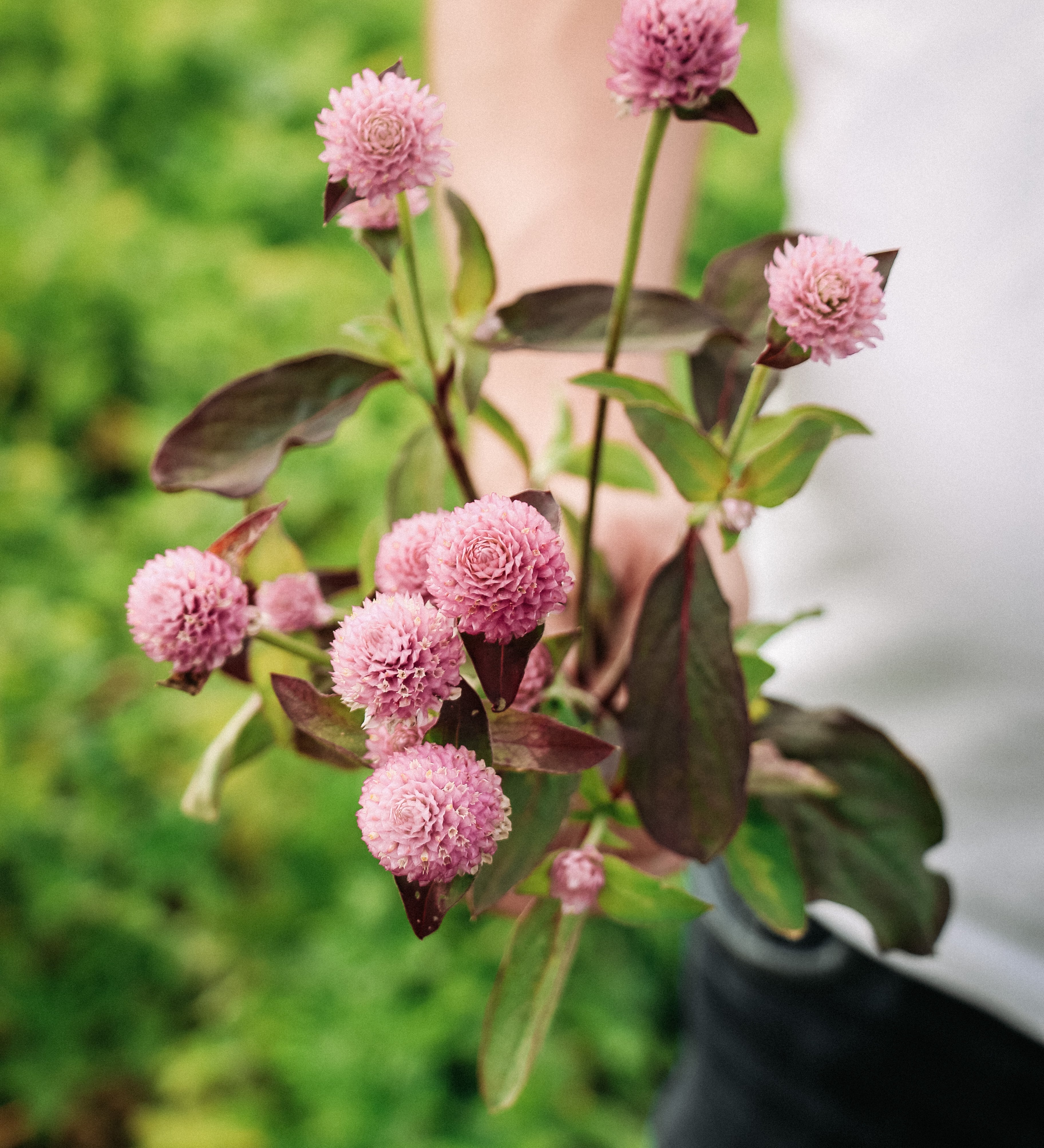 Gomphrena globosa 'qis pink'-Angelo