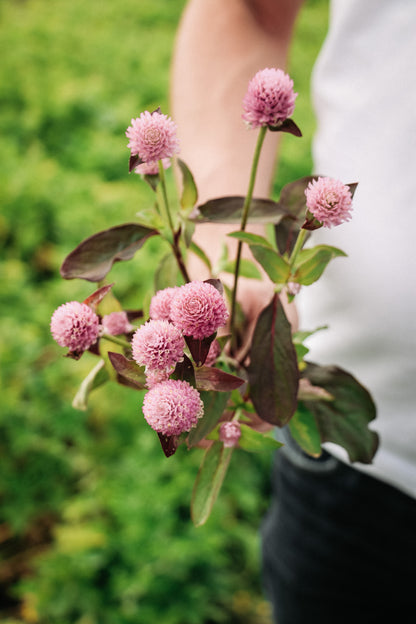 Gomphrena globosa &