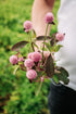 Gomphrena globosa &