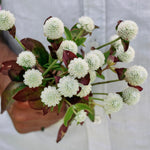Gomphrena globosa 'white'-Angelo