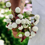 Gomphrena globosa 'white'-Angelo