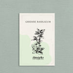 Griekse basilicum-Angelo