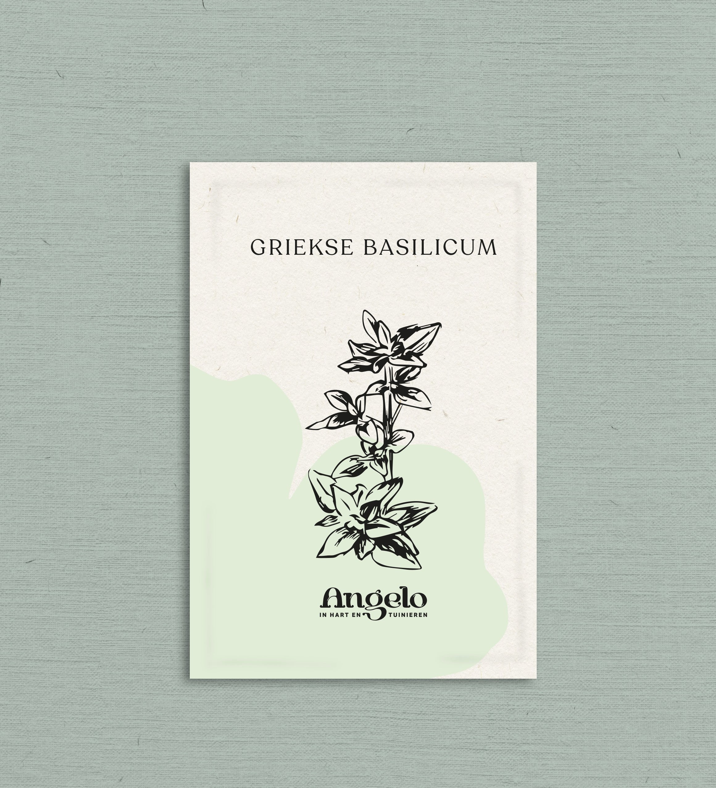 Griekse basilicum-Angelo