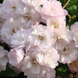 Struikroos 'Guirlande Rose'
