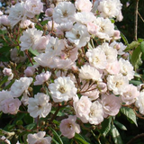 Struikroos 'Guirlande Rose'