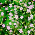 Gypsophila elegans 'rosea'-Angelo