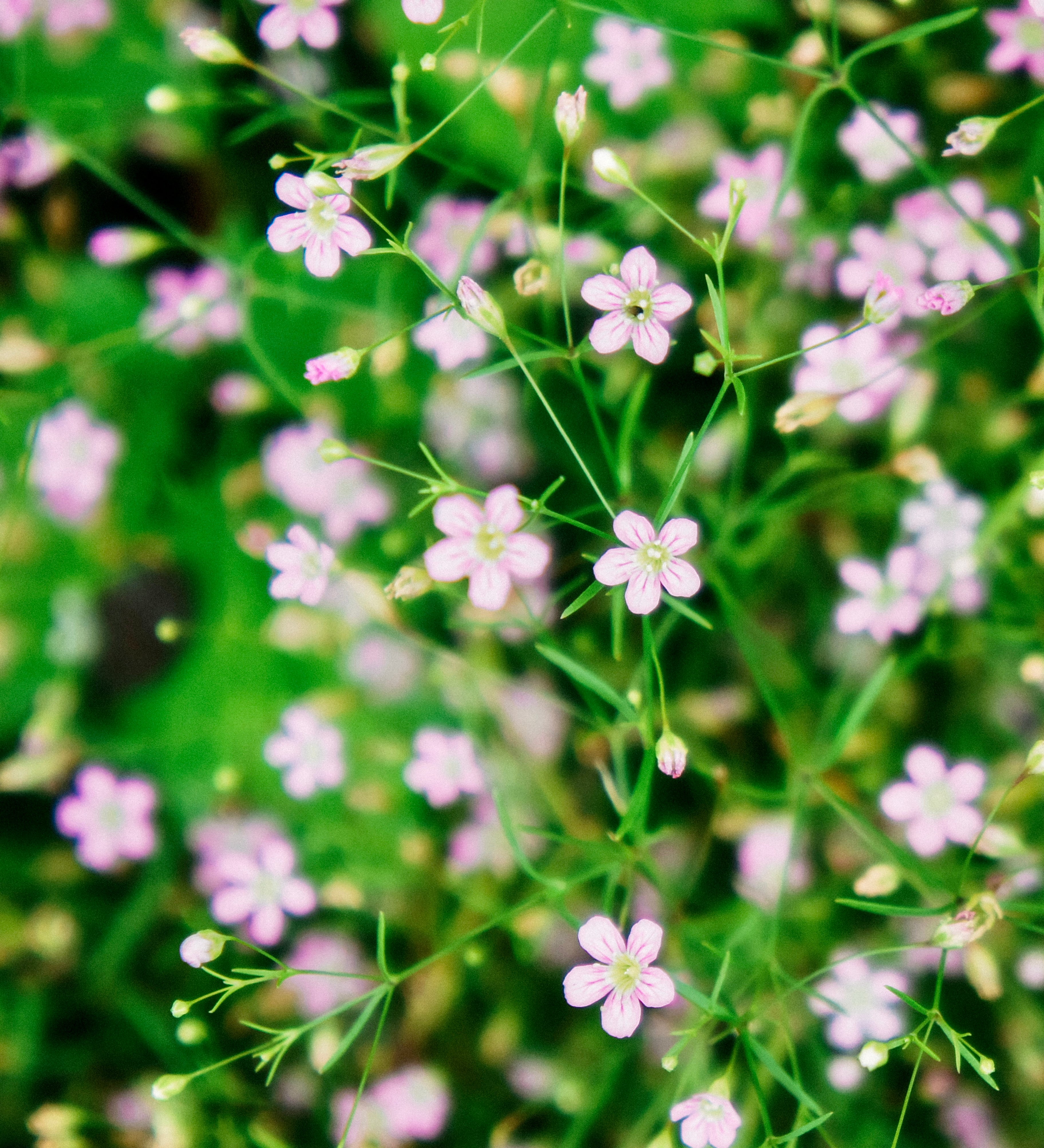 Gypsophila elegans 'rosea'-Angelo