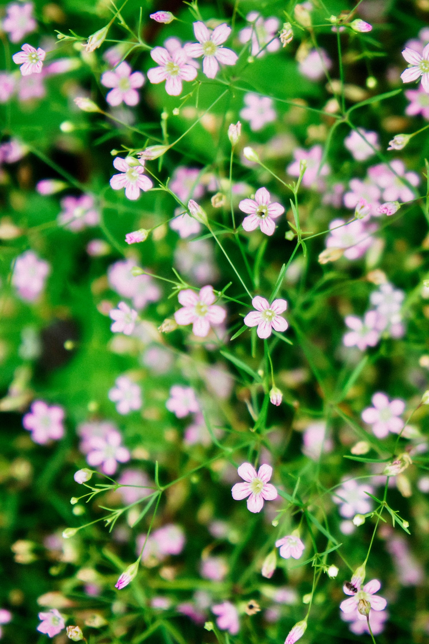 Gypsophila elegans &