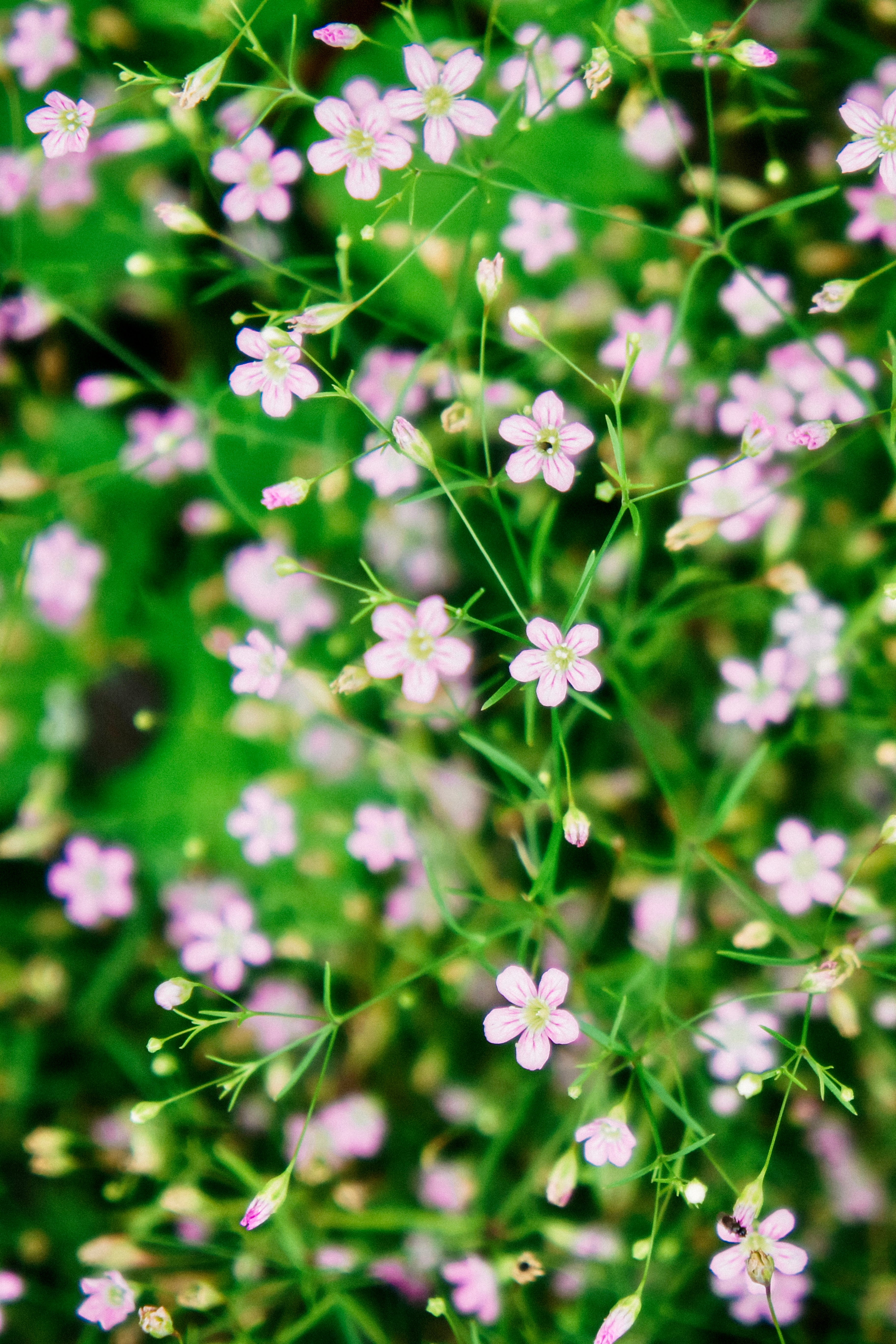 Gypsophila elegans &