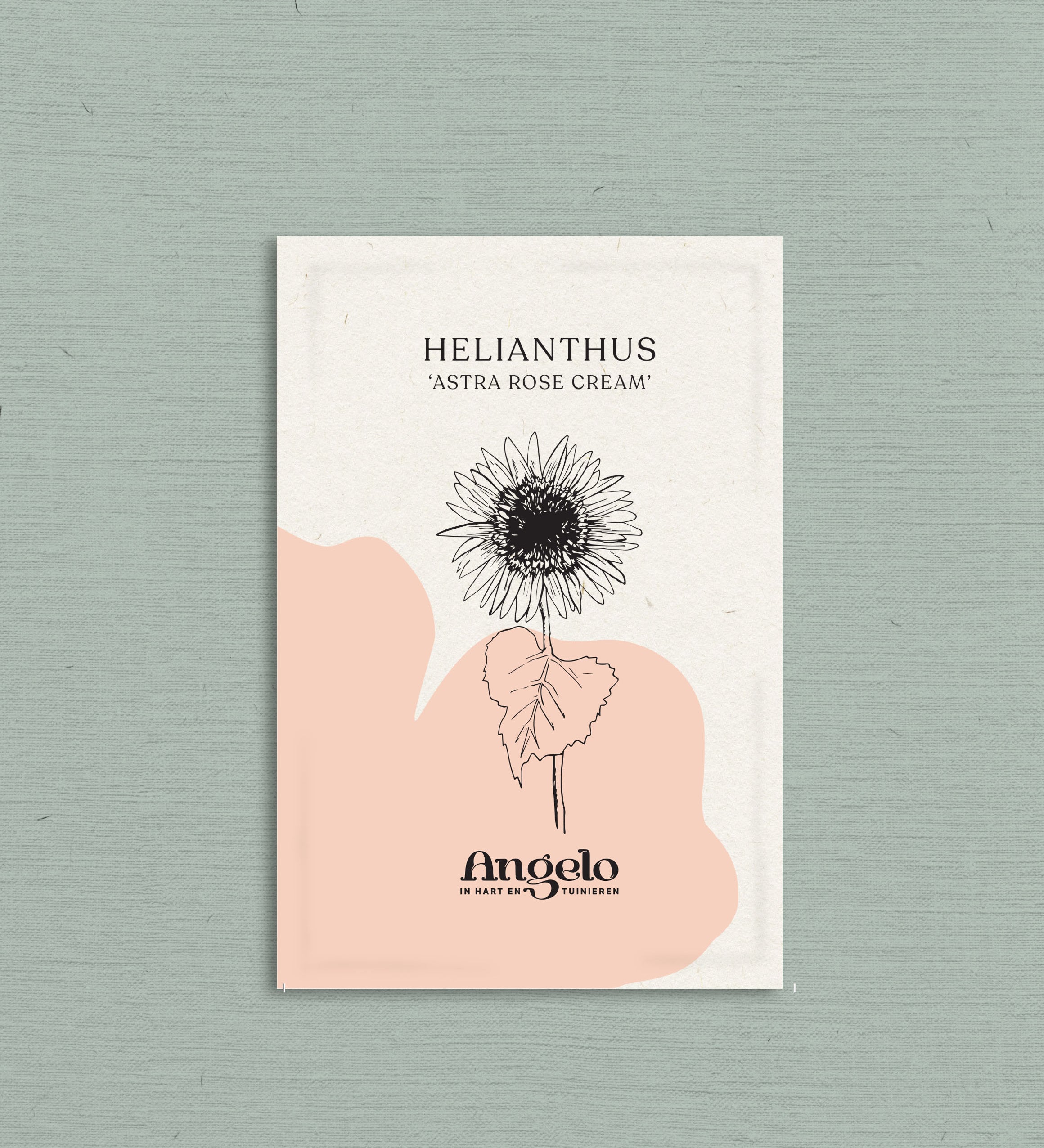 Helianthus annuus 'Astra Rose Cream'-Angelo