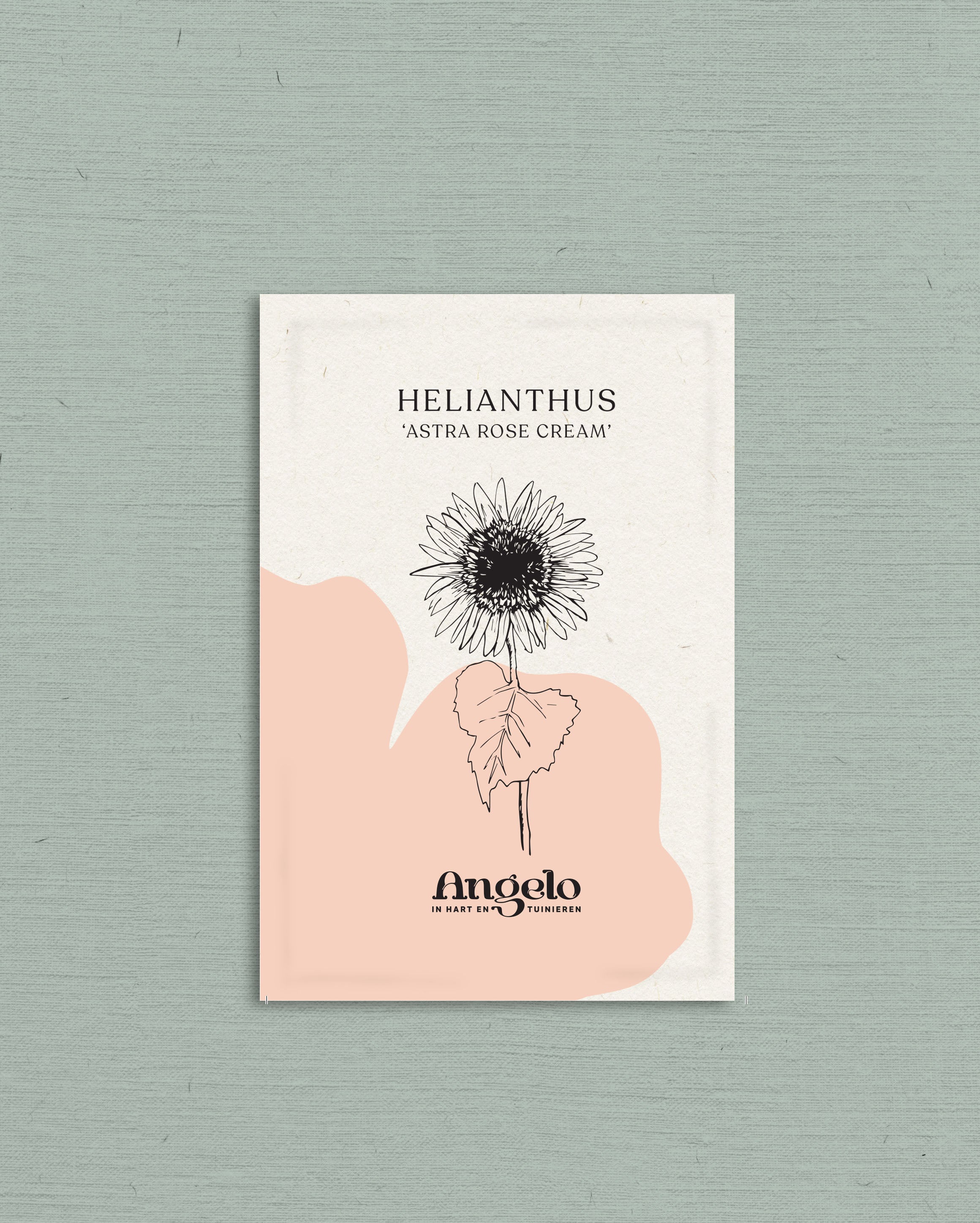 Helianthus annuus 'Astra Rose Cream'-Angelo