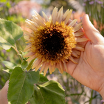Helianthus annuus 'Astra Rose Cream'-Angelo