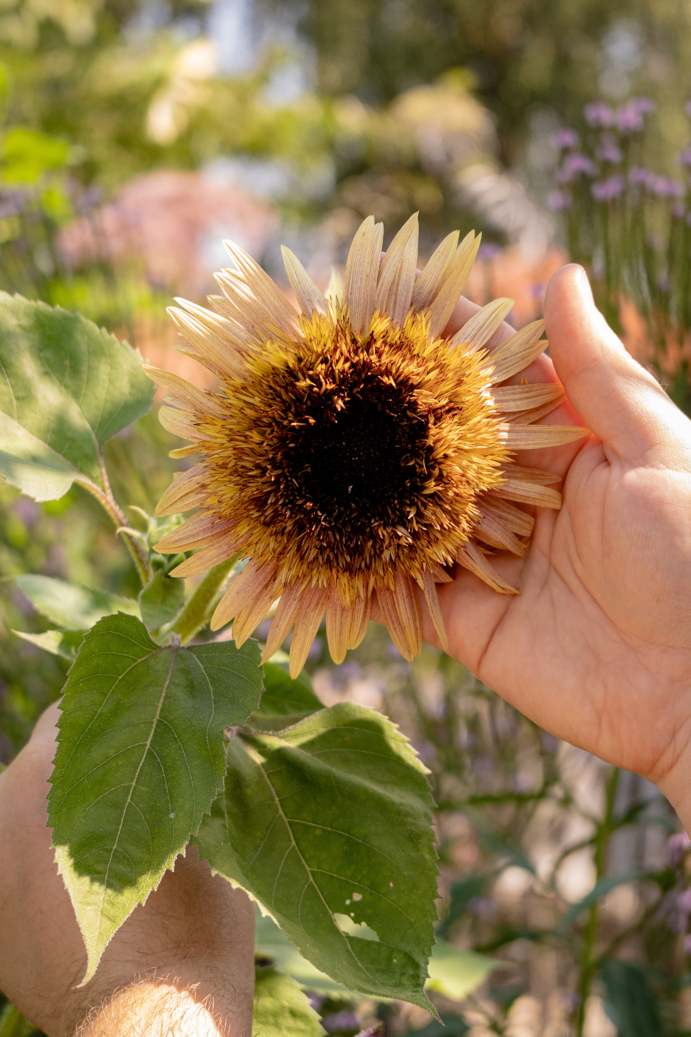 Helianthus annuus 'Astra Rose Cream'-Angelo