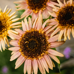 Helianthus annuus 'Astra Rose Cream'-Angelo