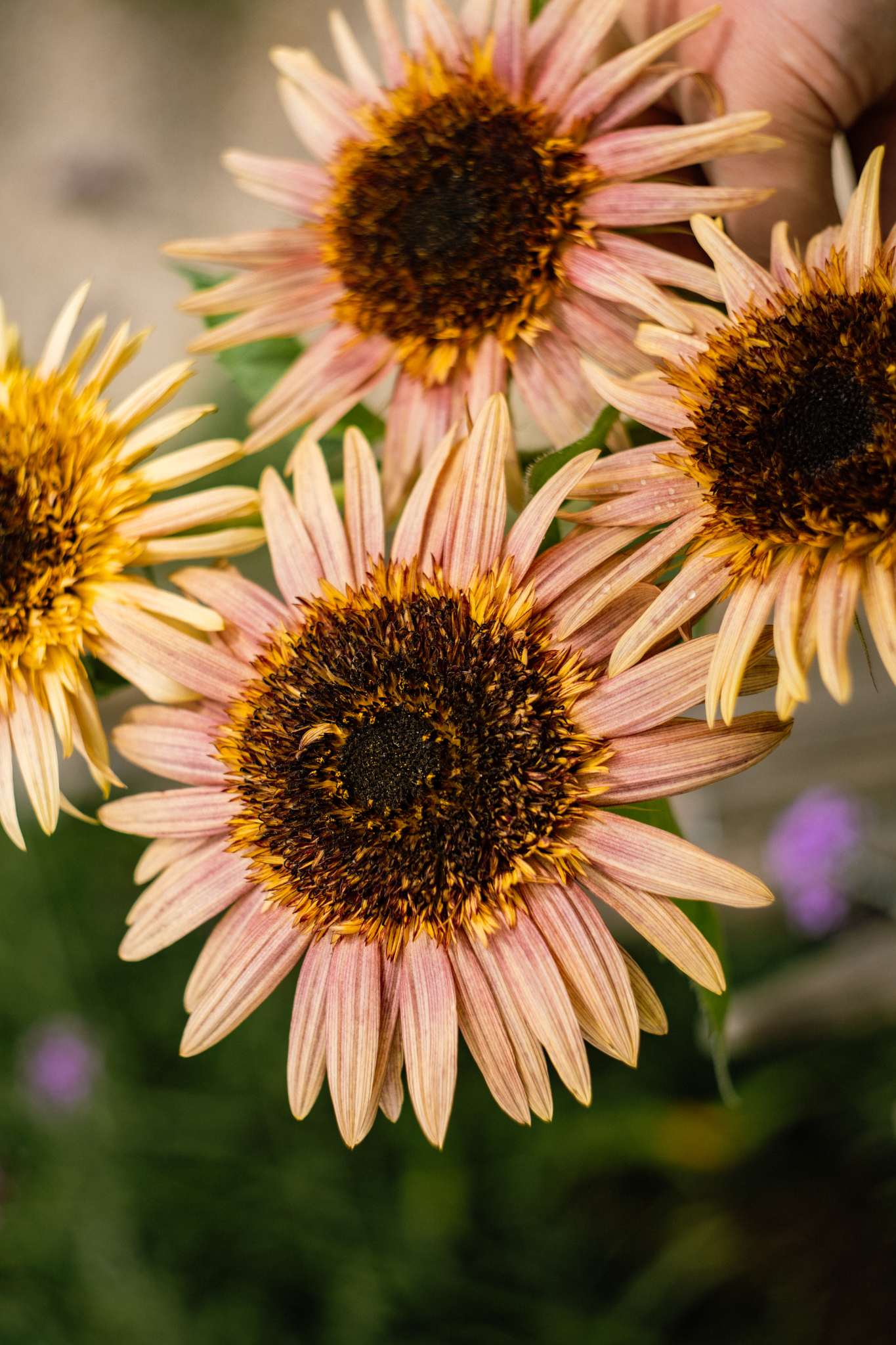 Helianthus annuus 'Astra Rose Cream'-Angelo