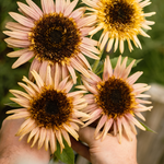 Helianthus annuus 'Astra Rose Cream'-Angelo