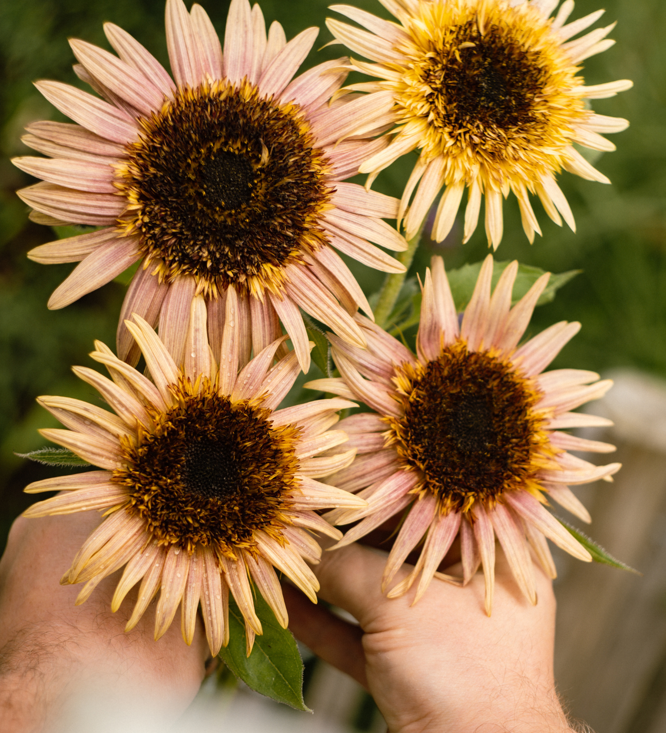 Helianthus annuus 'Astra Rose Cream'-Angelo