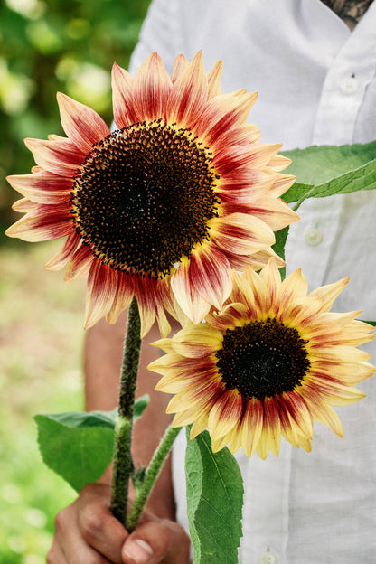 Helianthus annuus &